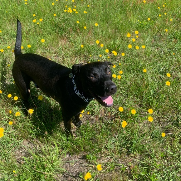 Meet your Posher, Maddie - Picture 4 of 5